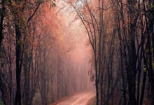 九游娱乐官网：记者：内马尔等一些重要球员支持蒂特重返巴西队执教.